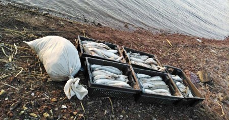 Рыба без документов: полицейские из Абакана изъяли у торговцев 30 кг подозрительного улова