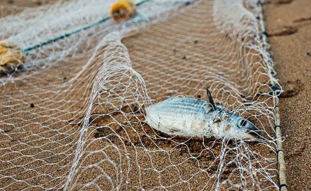 Мордовских браконьеров могут осудить на два года тюрьмы: нарушители нанесли природе урон на 132 тысячи рублей
