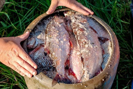 Рыба Печорского посола - вкус этой рыбы просто незабываемый