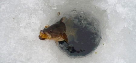 Ловля ротана зимой