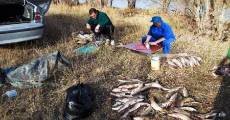 Почему рыбаки стали массово потрошить рыбу на берегу