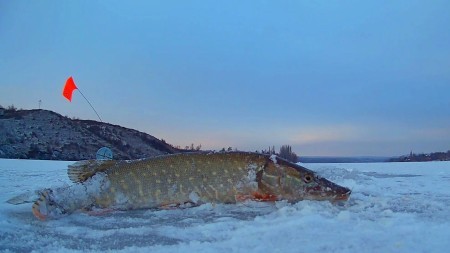 Щука в глухозимье