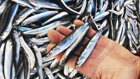 Может ли морская рыба полностью заменить мясо в рационе: мнение эндокринолога и нюансы