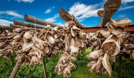 Для чего африканцы массово скупают высушенные рыбьи головы у Норвегии
