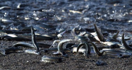 Мойва пришла к берегам Корсаковского района на нерестовой период