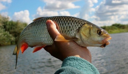 Голавль