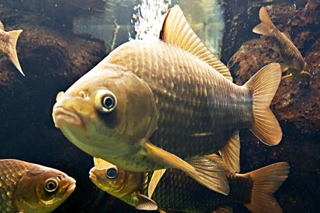 Загадочный мир карася: 8 фактов из его удивительной жизни