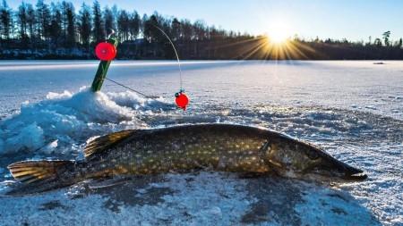 Лучшая оснастка жерлицы, мой секрет удачной рыбалки на щуку