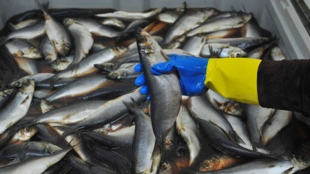 Залом или сельдь: какую рыбу выбрать? Удивительные факты, о которых не расскажут в магазине