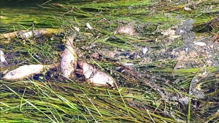 В Рыбинске массово гибнет рыба: река Черемуха помутнела, по течению плывут мертвые тушки