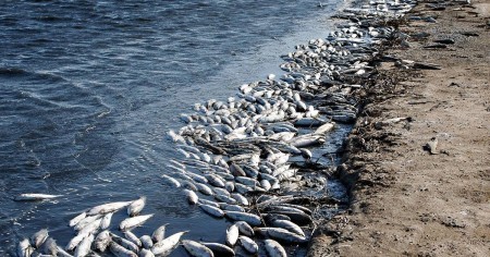 В Волгодонске в городском пруду погибла рыба: причины неизвестны, но местные жители подозревают канализационный сброс