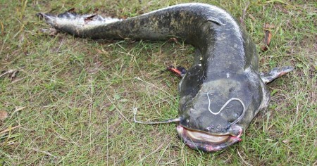 Борьба длилась полтора часа – в Латвии поймали нового гигантского сома
