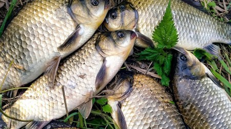 Хитрая насадка для рыбалки, которая творит чудеса даже в холодной воде