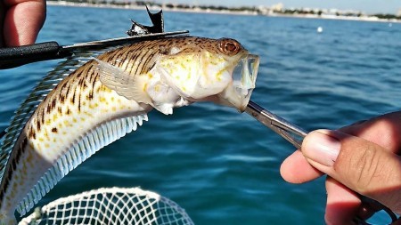 Опасные обитатели Черного моря, какие рыбы страшнее акул и как выжить при встрече с ними