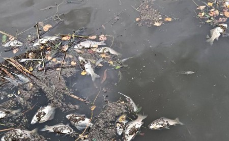 В Тамбовской области в пруду погибла рыба: возможной причиной может быть перепревшая сахарная свекла