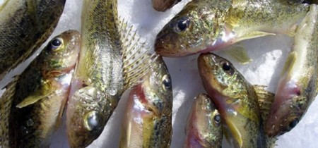 Ловля ерша зимой на мормышку