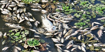 Под Краснодаром на реке Понура гибнет рыба: процесс длится несколько недель, причины пока неясны