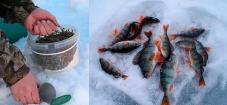 Прикормка для окуня зимой, своими руками