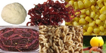 Эффективная прикормка для карася своими руками