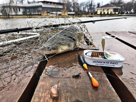 Ловля осетра на платнике, секреты успешной рыбалки в любое время года