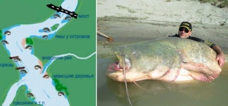 Ловля сома с берега