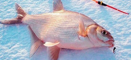 Ловля леща зимой на мормышку