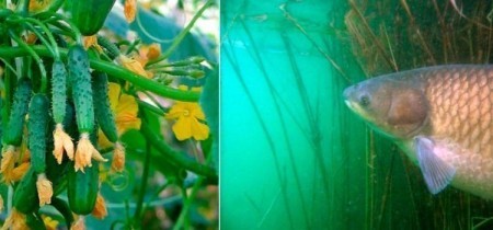 Ловля белого амура на огурец