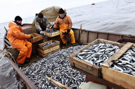 Нерест корюшки в Карелии задержался из-за похолодания: майский вылов оказался значительно ниже нормы