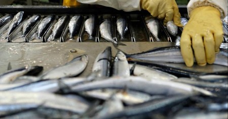 Ульяновская область начала производить больше рыбы: рост составил 56% по сравнению с прошлым годом