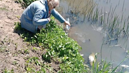 Жители деревни Федоровское жалуются на отвратительный запах: в местном озере массово гибнет рыба
