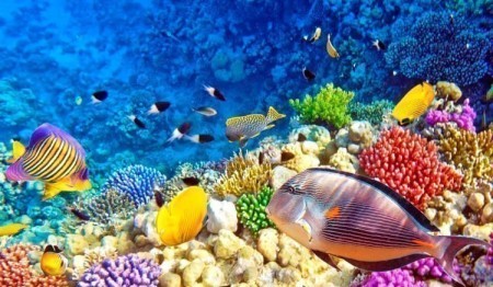 Рыбы Красного моря: виды, названия и особенности