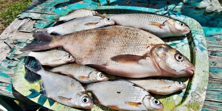 4 наживки, которые лучше всего работают на мирную рыбу