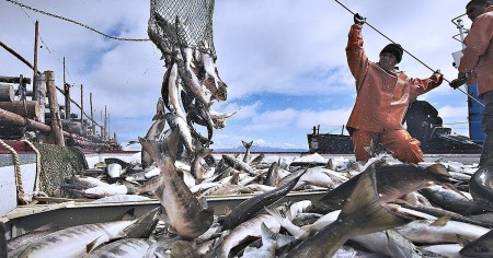 Рыба в СССР: сколько она стоила и могли ли все её себе позволить по сравнению с нынешней ценой