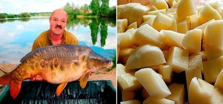 Ловля карпа на картошку