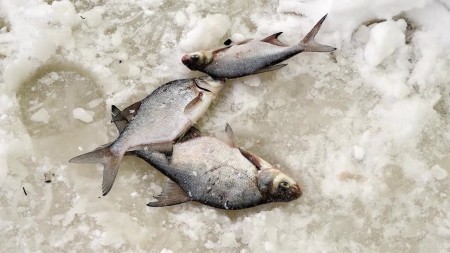 Хитрые способы использования чеснока на зимней рыбалке