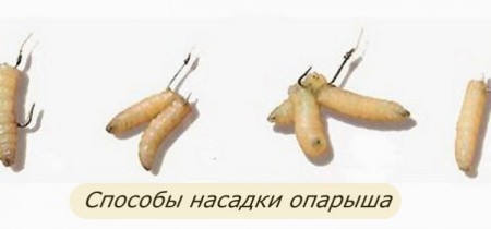 Как насаживать опарыша на крючок