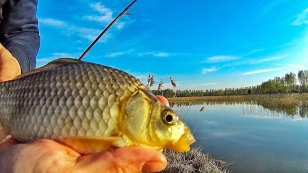Лучшая насадка на карася, которая гарантирует улов на 100%