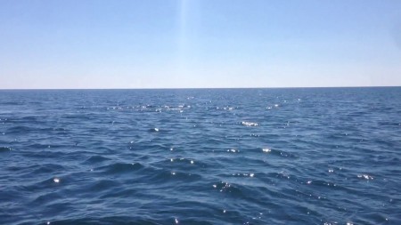 В Братском водохранилище установили искусственные нерестилища: рыба сможет отложить более 350 млн икринок