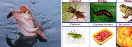 Приманки для ловли сома