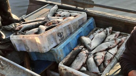 Способ вывоза любого количество рыбы зимой с рыбалки без нарушения законодательства