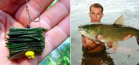 Ловля белого амура на камыш