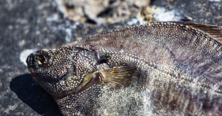 Рыба из Балтийского моря опасна: экологи советуют есть ее как можно реже или вообще избегать