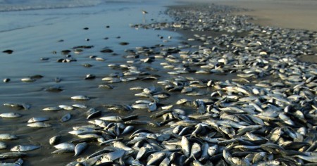 Потепление и загрязнение Азовского моря не менее опасны для рыбы, чем осолонение: некоторые виды могут исчезнуть через 10 лет