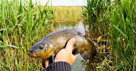 Лучшие приманки и прикормки для успешной ловли линя