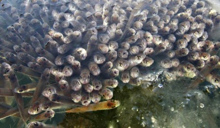 Что такое замор и почему рыбы могут задохнуться в воде?