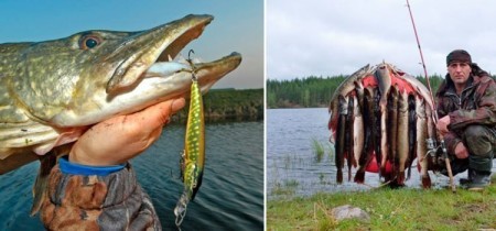Ловля щуки осенью