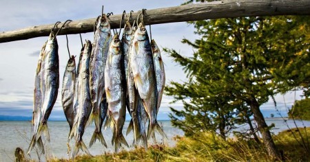 3 самые жирные вяленые рыбы из российских рек