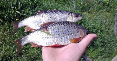 Быстро и ароматно: болтушка за 3 минуты, которая плотву сводит с ума