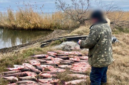Что делают с конфискованной рыбой и интересная инициатива от депутатов Камчатки