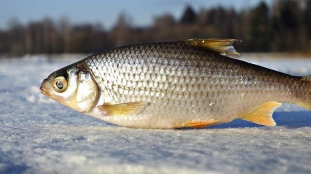 5 ключевых секретов для успешной зимней рыбалки на плотву
